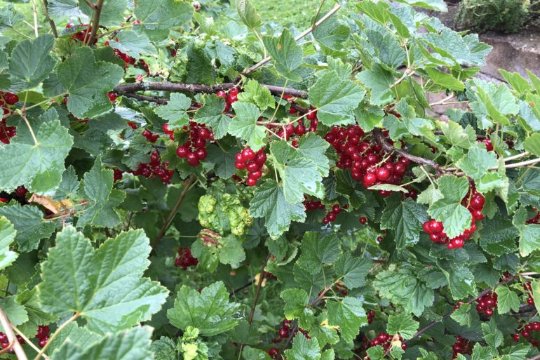 Johannisbeeren