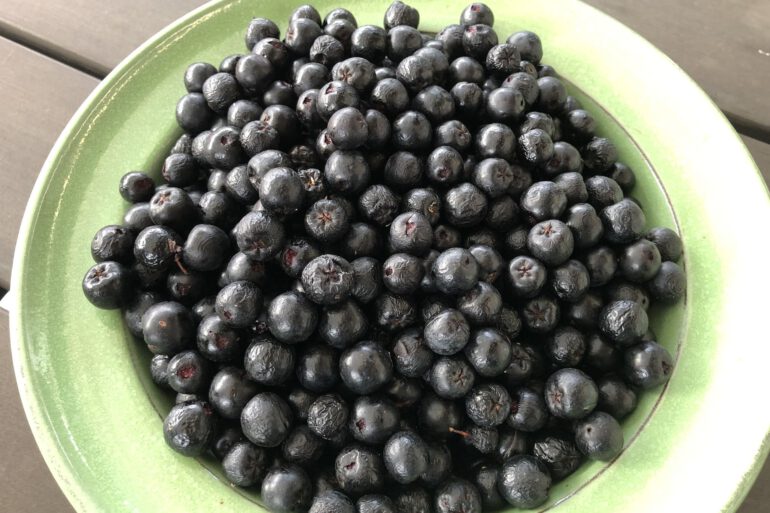 Aronia-Ernte