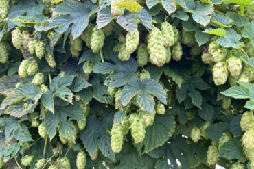 Hopfenkranz