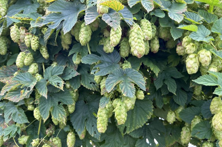 Hopfenkranz