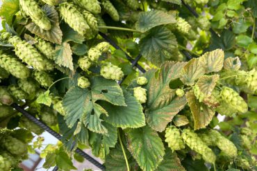 Hopfenkranz