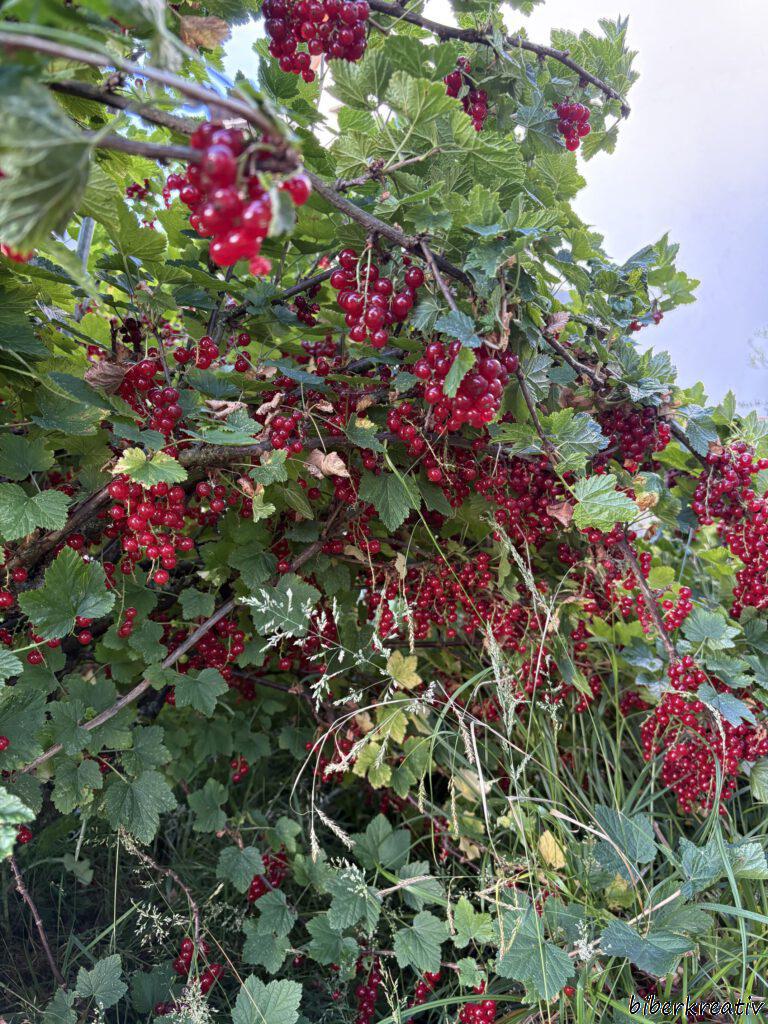 Jo-Beere26