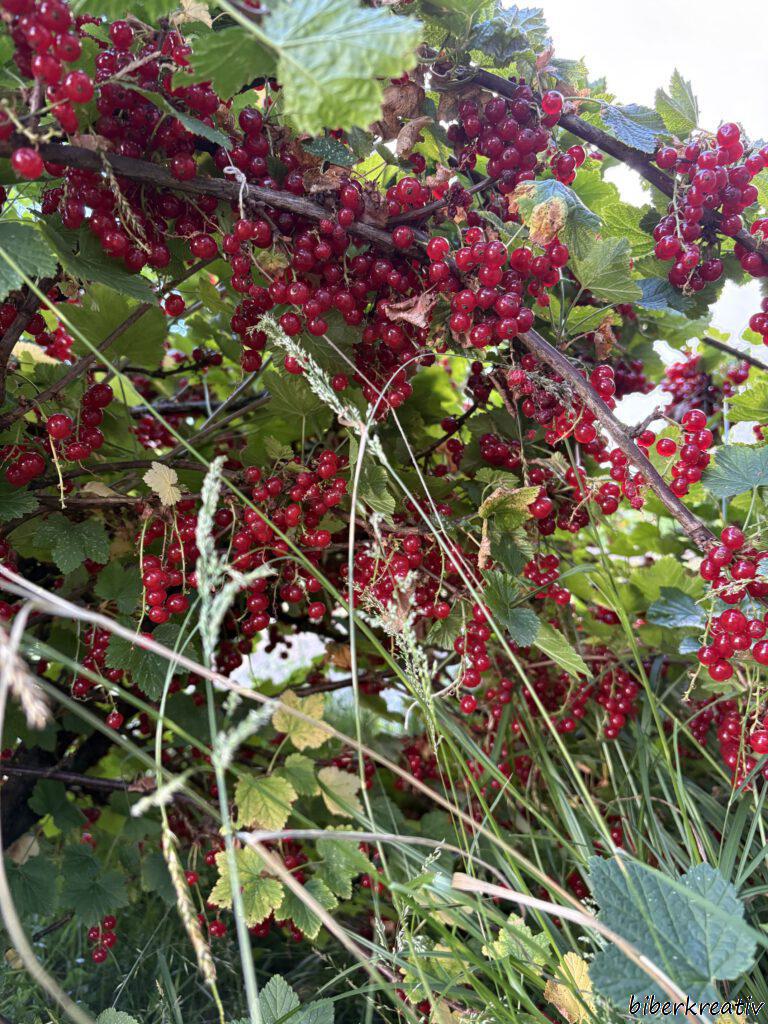 Jo-Beere26